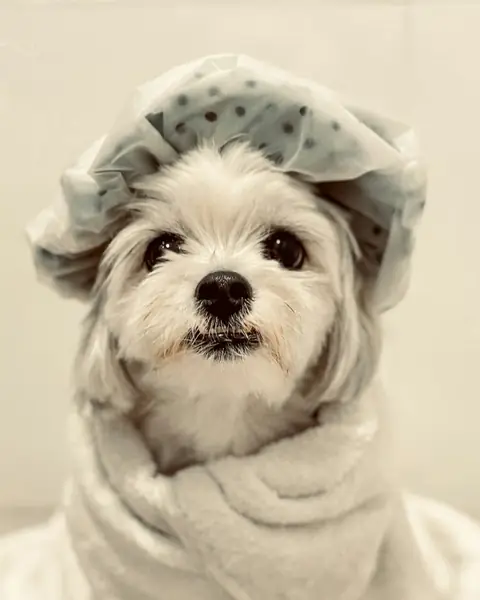 Un perro pequeño envuelto en una toalla blanca con gorro de baño
