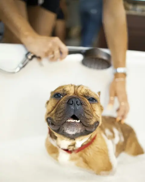 Un bulldog francés sonríe en la bañera mientras le duchan