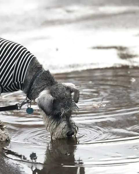 Un schnauzer con jersey de rayas bebe de un charco