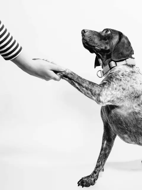 La mano de una persona sujeta la pata de su perro