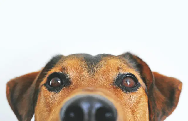 Un perro asoma los ojos y el hocico por el borde de la imagen