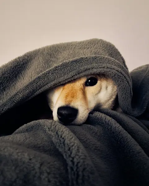 Un perro asoma la cabeza bajo una manta gris