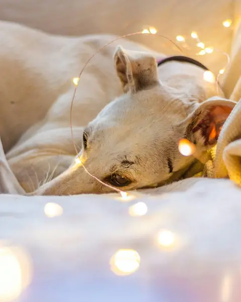 Un perro duerme entre sábanas blancas con lucecitas encendidas